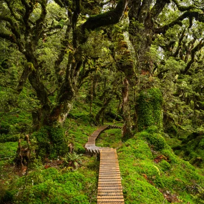 Humpridge Track Gallery 045